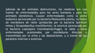 roedores plagas 2.pptx, ratas y ratones roedores | PPTX