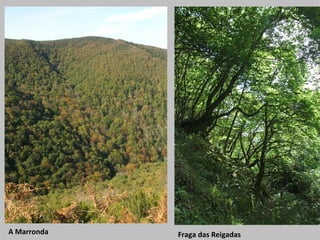 A Marronda

Fraga das Reigadas

 