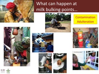 © ILRI/Stevie Mann
© ILRI/Ben Lukuyu
© ILRI/Apollo Habtamu
© ILRI/Brad Collins
© ILRI/Stevie Mann
© SUA/Fortunate Shija
Contamination
Adulteration
What can happen at
milk bulking points…
© ILRI/Dave Elsworth
 