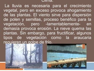 Clima.
 La lluvia es necesaria para el crecimiento
vegetal, pero en exceso provoca ahogamiento
de las plantas. El viento sirve para dispersión
de polen y semillas, proceso benéfico para la
vegetación, pero -lamentablemente- en
demasía provoca erosión. La nieve quema las
plantas. Sin embargo, para fructificar, algunos
tipos de vegetación como la araucaria
requieren un golpe de frío.
 