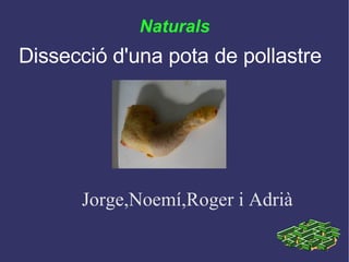 Naturals Jorge,Noemí,Roger i Adrià Dissecció d'una pota de pollastre 
