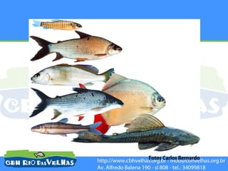 Fotos Carlos Bernardo
 