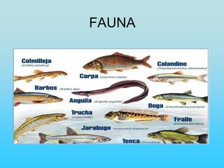 FAUNA
 