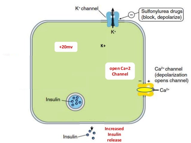 sulfonylurea drugs mechanism of action