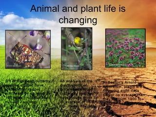 Animal and plant life is
changing
2/3 of European butterfly
species studied have
shifted their ranges
northward by as much as
150 miles. (Parmesan, 1996;
Parmesan et al., 1999)
An analysis of the
distributions of
British birds found
that many species
have moved north by
an average of 18.9
km. (Thomas et al, 1999)
At Boston's Arnold
Arboretum, plants are
flowering eight days
earlier on average than
they did from 1900 to
1920. (Primack et al,2004)
 