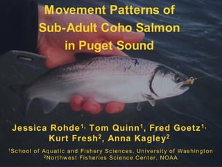 Movement Patternsof  Sub-Adult Coho Salmon  in Puget Sound Jessica Rohde1, Tom Quinn1, Fred Goetz1,Kurt Fresh2, Anna Kagley2 1School of Aquatic and Fishery Sciences, University of Washington2Northwest Fisheries Science Center, NOAA 