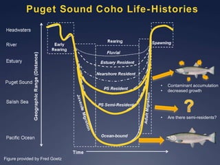 Movement Patterns of Sub-Adult Coho in Puget Sound | PPTX