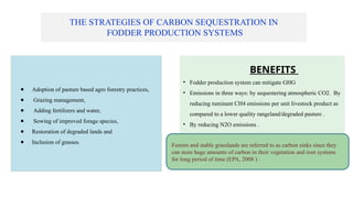 THE STRATEGIES OF CARBON SEQUESTRATION IN
FODDER PRODUCTION SYSTEMS
● Adoption of pasture based agro forestry practices,
● Grazing management,
● Adding fertilizers and water,
● Sowing of improved forage species,
● Restoration of degraded lands and
● Inclusion of grasses.
BENEFITS
• Fodder production system can mitigate GHG
• Emissions in three ways: by sequestering atmospheric CO2. By
reducing ruminant CH4 emissions per unit livestock product as
compared to a lower quality rangeland/degraded pasture .
• By reducing N2O emissions .
Forests and stable grasslands are referred to as carbon sinks since they
can store huge amounts of carbon in their vegetation and root systems
for long period of time (EPA, 2008 ) .
 