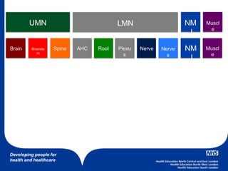 Developing people for
health and healthcare
UMN LMN NM
J
Muscl
e
NM
J
Muscl
e
Brain Brainste
m
Spine AHC BrainRoot Plexu
s
Nerve Nerve
s
 