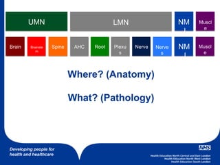 Developing people for
health and healthcare
UMN LMN NM
J
Muscl
e
NM
J
Muscl
e
Brain Brainste
m
Spine AHC BrainRoot Plexu
s
Nerve Nerve
s
Where? (Anatomy)
What? (Pathology)
 
