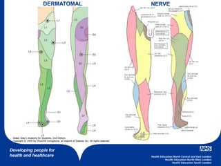 Developing people for
health and healthcare
DERMATOMAL NERVE
 