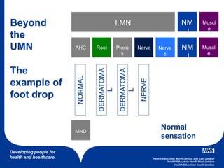 Developing people for
health and healthcare
LMN NM
J
Muscl
e
NM
J
Muscl
e
AHC BrainRoot Plexu
s
Nerve Nerve
s
Beyond
the
UMN
The
example of
foot drop
NORMAL
DERMATOMA
L
DERMATOMA
L
NERVE
MND
Normal
sensation
 