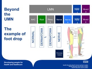 Developing people for
health and healthcare
LMN NM
J
Muscl
e
NM
J
Muscl
e
AHC BrainRoot Plexu
s
Nerve Nerve
s
Beyond
the
UMN
The
example of
foot drop
NORMAL
DERMATOMA
L
DERMATOMA
L
NERVE
Peronea
l nerve
 