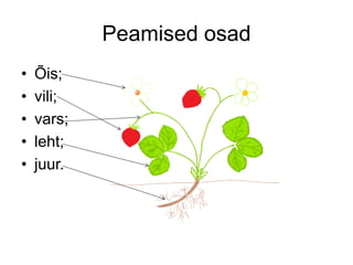 Peamised osad
• Õis;
• vili;
• vars;
• leht;
• juur.
 