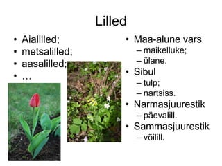 Lilled
• Aialilled;
• metsalilled;
• aasalilled;
• …
• Maa-alune vars
– maikelluke;
– ülane.
• Sibul
– tulp;
– nartsiss.
• Narmasjuurestik
– päevalill.
• Sammasjuurestik
– võilill.
 