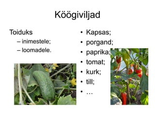 Köögiviljad
Toiduks
– inimestele;
– loomadele.
• Kapsas;
• porgand;
• paprika;
• tomat;
• kurk;
• till;
• …
 