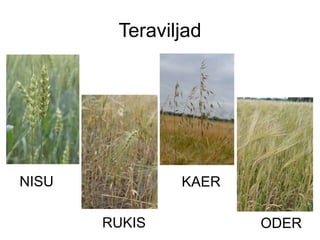 Teraviljad
KAERNISU
RUKIS ODER
 