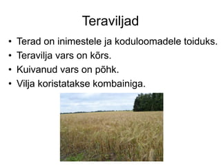Teraviljad
• Terad on inimestele ja koduloomadele toiduks.
• Teravilja vars on kõrs.
• Kuivanud vars on põhk.
• Vilja koristatakse kombainiga.
 