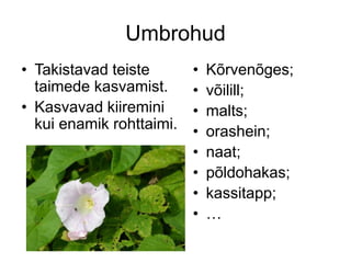 Umbrohud
• Takistavad teiste
taimede kasvamist.
• Kasvavad kiiremini
kui enamik rohttaimi.
• Kõrvenõges;
• võilill;
• malts;
• orashein;
• naat;
• põldohakas;
• kassitapp;
• …
 