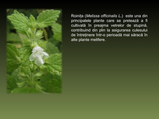 Roiniţa   ( Melissa officinalis L .)   este una din principalele plante care se pretează a fi cultivată în preajma vetrelor de stupină, contribuind din plin la asigurarea culesului de întreţinere într-o perioadă mai săracă în alte plante melifere.  