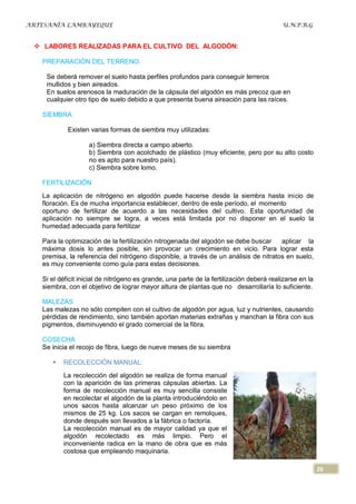 ARTESANÍA LAMBAYEQUE                                                                      U.N.P.R.G


  LABORES REALIZADAS PARA EL CULTIVO DEL ALGODÓN:

   PREPARACIÓN DEL TERRENO.

    Se deberá remover el suelo hasta perfiles profundos para conseguir terreros
    mullidos y bien aireados.
    En suelos arenosos la maduración de la cápsula del algodón es más precoz que en
    cualquier otro tipo de suelo debido a que presenta buena aireación para las raíces.

   SIEMBRA

            Existen varias formas de siembra muy utilizadas:

                    a) Siembra directa a campo abierto.
                    b) Siembra con acolchado de plástico (muy eficiente, pero por su alto costo
                    no es apto para nuestro país).
                    c) Siembra sobre lomo.

   FERTILIZACIÓN
   La aplicación de nitrógeno en algodón puede hacerse desde la siembra hasta inicio de
   floración. Es de mucha importancia establecer, dentro de este período, el momento
   oportuno de fertilizar de acuerdo a las necesidades del cultivo. Esta oportunidad de
   aplicación no siempre se logra, a veces está limitada por no disponer en el suelo la
   humedad adecuada para fertilizar

   Para la optimización de la fertilización nitrogenada del algodón se debe buscar    aplicar la
   máxima dosis lo antes posible, sin provocar un crecimiento en vicio. Para lograr esta
   premisa, la referencia del nitrógeno disponible, a través de un análisis de nitratos en suelo,
   es muy conveniente como guía para estas decisiones.

   Si el déficit inicial de nitrógeno es grande, una parte de la fertilización deberá realizarse en la
   siembra, con el objetivo de lograr mayor altura de plantas que no desarrollaría lo suficiente.

   MALEZAS
   Las malezas no sólo compiten con el cultivo de algodón por agua, luz y nutrientes, causando
   pérdidas de rendimiento, sino también aportan materias extrañas y manchan la fibra con sus
   pigmentos, disminuyendo el grado comercial de la fibra.

   COSECHA
   Se inicia el recojo de fibra, luego de nueve meses de su siembra

         RECOLECCIÓN MANUAL:
          La recolección del algodón se realiza de forma manual
          con la aparición de las primeras cápsulas abiertas. La
          forma de recolección manual es muy sencilla consiste
          en recolectar el algodón de la planta introduciéndolo en
          unos sacos hasta alcanzar un peso próximo de los
          mismos de 25 kg. Los sacos se cargan en remolques,
          donde después son llevados a la fábrica o factoría.
          La recolección manual es de mayor calidad ya que el
          algodón recolectado es más limpio. Pero el
          inconveniente radica en la mano de obra que es más
          costosa que empleando maquinaria.

                                                                                                         26
 