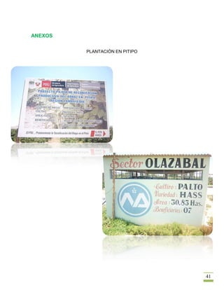 ANEXOS


         PLANTACIÓN EN PITIPO




                                41
 