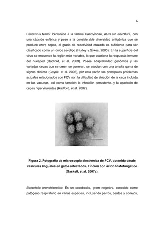 6 
Calicivirus felino: Pertenece a la familia Caliciviridae, ARN sin envoltura, con 
una cápside esférica y pese a la considerable diversidad antigénica que se 
produce entre cepas, el grado de reactividad cruzada es suficiente para ser 
clasificado como un único serotipo (Hurley y Sykes, 2003). En la superficie del 
virus se encuentra la región más variable, la que ocasiona la respuesta inmune 
del huésped (Radford, et al. 2009). Posee adaptabilidad genómica y las 
variadas cepas que se creen se generan, se asocian con una amplia gama de 
signos clínicos (Coyne, et al. 2006), por esta razón los principales problemas 
actuales relacionados con FCV son la dificultad de elección de la cepa incluida 
en las vacunas, así como también la infección persistente, y la aparición de 
cepas hipervirulentas (Radford, et al. 2007). 
Figura 2. Fotografía de microscopia electrónica de FCV, obtenida desde 
vesículas linguales en gatos infectados. Tinción con ácido fosfotúngstico 
(Gaskell, et al. 2007a). 
Bordetella bronchiseptica: Es un cocobacilo, gram negativo, conocido como 
patógeno respiratorio en varias especies, incluyendo perros, cerdos y conejos, 
 