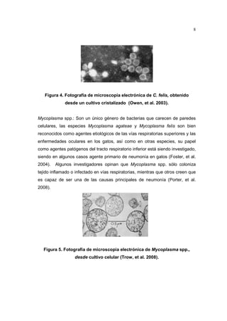 8 
Figura 4. Fotografía de microscopia electrónica de C. felis, obtenido 
desde un cultivo cristalizado (Owen, et al. 2003). 
Mycoplasma spp.: Son un único género de bacterias que carecen de paredes 
celulares, las especies Mycoplasma agateae y Mycoplasma felis son bien 
reconocidos como agentes etiológicos de las vías respiratorias superiores y las 
enfermedades oculares en los gatos, así como en otras especies, su papel 
como agentes patógenos del tracto respiratorio inferior está siendo investigado, 
siendo en algunos casos agente primario de neumonía en gatos (Foster, et al. 
2004). Algunos investigadores opinan que Mycoplasma spp. sólo coloniza 
tejido inflamado o infectado en vías respiratorias, mientras que otros creen que 
es capaz de ser una de las causas principales de neumonía (Porter, et al. 
2008). 
Figura 5. Fotografía de microscopia electrónica de Mycoplasma spp., 
desde cultivo celular (Trow, et al. 2008). 
 