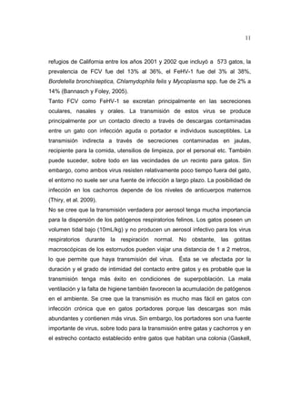 11 
refugios de California entre los años 2001 y 2002 que incluyó a 573 gatos, la 
prevalencia de FCV fue del 13% al 36%, el FeHV-1 fue del 3% al 38%, 
Bordetella bronchiseptica, Chlamydophila felis y Mycoplasma spp. fue de 2% a 
14% (Bannasch y Foley, 2005). 
Tanto FCV como FeHV-1 se excretan principalmente en las secreciones 
oculares, nasales y orales. La transmisión de estos virus se produce 
principalmente por un contacto directo a través de descargas contaminadas 
entre un gato con infección aguda o portador e individuos susceptibles. La 
transmisión indirecta a través de secreciones contaminadas en jaulas, 
recipiente para la comida, utensilios de limpieza, por el personal etc. También 
puede suceder, sobre todo en las vecindades de un recinto para gatos. Sin 
embargo, como ambos virus resisten relativamente poco tiempo fuera del gato, 
el entorno no suele ser una fuente de infección a largo plazo. La posibilidad de 
infección en los cachorros depende de los niveles de anticuerpos maternos 
(Thiry, et al. 2009). 
No se cree que la transmisión verdadera por aerosol tenga mucha importancia 
para la dispersión de los patógenos respiratorios felinos. Los gatos poseen un 
volumen tidal bajo (10mL/kg) y no producen un aerosol infectivo para los virus 
respiratorios durante la respiración normal. No obstante, las gotitas 
macroscópicas de los estornudos pueden viajar una distancia de 1 a 2 metros, 
lo que permite que haya transmisión del virus. Ésta se ve afectada por la 
duración y el grado de intimidad del contacto entre gatos y es probable que la 
transmisión tenga más éxito en condiciones de superpoblación. La mala 
ventilación y la falta de higiene también favorecen la acumulación de patógenos 
en el ambiente. Se cree que la transmisión es mucho mas fácil en gatos con 
infección crónica que en gatos portadores porque las descargas son más 
abundantes y contienen más virus. Sin embargo, los portadores son una fuente 
importante de virus, sobre todo para la transmisión entre gatas y cachorros y en 
el estrecho contacto establecido entre gatos que habitan una colonia (Gaskell, 
 