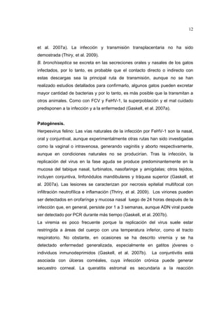 12 
et al. 2007a). La infección y transmisión transplacentaria no ha sido 
demostrada (Thiry, et al. 2009). 
B. bronchiseptica se excreta en las secreciones orales y nasales de los gatos 
infectados, por lo tanto, es probable que el contacto directo o indirecto con 
estas descargas sea la principal ruta de transmisión, aunque no se han 
realizado estudios detallados para confirmarlo, algunos gatos pueden excretar 
mayor cantidad de bacterias y por lo tanto, es más posible que la transmitan a 
otros animales. Como con FCV y FeHV-1, la superpoblación y el mal cuidado 
predisponen a la infección y a la enfermedad (Gaskell, et al. 2007a). 
Patogénesis. 
Herpesvirus felino: Las vías naturales de la infección por FeHV-1 son la nasal, 
oral y conjuntival, aunque experimentalmente otras rutas han sido investigadas 
como la vaginal o intravenosa, generando vaginitis y aborto respectivamente, 
aunque en condiciones naturales no se producirían. Tras la infección, la 
replicación del virus en la fase aguda se produce predominantemente en la 
mucosa del tabique nasal, turbinatos, nasofaringe y amígdalas; otros tejidos, 
incluyen conjuntiva, linfonódulos mandibulares y tráquea superior (Gaskell, et 
al. 2007a). Las lesiones se caracterizan por necrosis epitelial multifocal con 
infiltración neutrofílica e inflamación (Thriry, et al. 2009). Los viriones pueden 
ser detectados en orofarínge y mucosa nasal luego de 24 horas después de la 
infección que, en general, persiste por 1 a 3 semanas, aunque ADN viral puede 
ser detectado por PCR durante más tiempo (Gaskell, et al. 2007b). 
La viremia es poco frecuente porque la replicación del virus suele estar 
restringida a áreas del cuerpo con una temperatura inferior, como el tracto 
respiratorio. No obstante, en ocasiones se ha descrito viremia y se ha 
detectado enfermedad generalizada, especialmente en gatitos jóvenes o 
individuos inmunodeprimidos (Gaskell, et al. 2007b). La conjuntivitis está 
asociada con úlceras cornéales, cuya infección crónica puede generar 
secuestro corneal. La queratitis estromal es secundaria a la reacción 
 