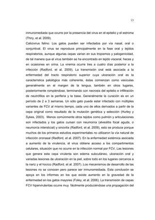 13 
inmunomediada que ocurre por la presencia del virus en el epitelio y el estroma 
(Thiry, et al. 2009). 
Calicivirus felino: Los gatos pueden ser infectados por vía nasal, oral o 
conjuntival. El virus se reproduce principalmente en la fase oral y tejidos 
respiratorios, aunque algunas cepas varían en sus tropismos y patogenicidad, 
de tal manera que el virus también se ha encontrado en tejido visceral, heces y 
en ocasiones en orina. La viremia ocurre tres a cuatro días posterior a la 
infección (Radford, et al. 2009). La transmisión oral está asociada a la 
enfermedad del tracto respiratorio superior cuya ulceración oral es la 
característica patológica más coherente, éstas comienzan como vesículas 
generalmente en el margen de la lengua, también en otros lugares, 
posteriormente rompiéndose, terminando con necrosis del epitelio e infiltración 
de neutrófilos en la periferia y la base. Generalmente la curación es en un 
período de 2 a 3 semanas. Un sólo gato puede estar infectado con múltiples 
variantes de FCV al mismo tiempo, cada uno de ellos derivados a partir de la 
cepa original como resultado de la mutación genética y selección (Hurley y 
Sykes, 2003). Menos comúnmente otros tejidos como pulmón y articulaciones 
son infectados y los gatos cursan con neumonía (alveolitis focal aguda, o 
neumonía intersticial) y sinovitis (Radford, et al. 2009), esto se produce porque 
muchos de los primeros estudios experimentales no utilizaron la vía natural de 
infección oronasal (Radford, et al. 2007). En la enfermedad sistémica asociada 
a aumento de la virulencia, el virus obtiene acceso a los compartimentos 
celulares, situación que no ocurre en la infección normal por FCV. Las lesiones 
que genera esta cepa virulenta son edema subcutáneo, ulceración oral y 
variadas lesiones de ulceración en la piel, sobre todo en los lugares cercanos a 
la nariz y el hocico (Radford, et al. 2007). Los mecanismos de desarrollo de las 
lesiones no se conocen pero parece ser inmunomediada. Esta conclusión se 
apoya en los informes en los que existe aumento en la gravedad de la 
enfermedad en los gatos mayores (Foley, et al. 2006). La transmisión de cepas 
FCV hipervirulentas ocurre muy fácilmente produciéndose una propagación del 
 