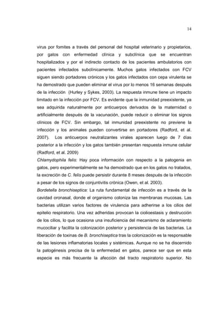 14 
virus por fomites a través del personal del hospital veterinario y propietarios, 
por gatos con enfermedad clínica y subclínica que se encuentran 
hospitalizados y por el indirecto contacto de los pacientes ambulatorios con 
pacientes infectados subclínicamente. Muchos gatos infectados con FCV 
siguen siendo portadores crónicos y los gatos infectados con cepa virulenta se 
ha demostrado que pueden eliminar el virus por lo menos 16 semanas después 
de la infección (Hurley y Sykes, 2003). La respuesta inmune tiene un impacto 
limitado en la infección por FCV. Es evidente que la inmunidad preexistente, ya 
sea adquirida naturalmente por anticuerpos derivados de la maternidad o 
artificialmente después de la vacunación, puede reducir o eliminar los signos 
clínicos de FCV. Sin embargo, tal inmunidad preexistente no previene la 
infección y los animales pueden convertirse en portadores (Radford, et al. 
2007). Los anticuerpos neutralizantes virales aparecen luego de 7 días 
posterior a la infección y los gatos también presentan respuesta inmune celular 
(Radford, et al. 2009) 
Chlamydophila felis: Hay poca información con respecto a la patogenia en 
gatos, pero experimentalmente se ha demostrado que en los gatos no tratados, 
la excreción de C. felis puede persistir durante 8 meses después de la infección 
a pesar de los signos de conjuntivitis crónica (Owen, et al. 2003). 
Bordetella bronchiseptica: La ruta fundamental de infección es a través de la 
cavidad oronasal, donde el organismo coloniza las membranas mucosas. Las 
bacterias utilizan varios factores de virulencia para adherirse a los cilios del 
epitelio respiratorio. Una vez adheridas provocan la ciolioestasis y destrucción 
de los cilios, lo que ocasiona una insuficiencia del mecanismo de aclaramiento 
mucociliar y facilita la colonización posterior y persistencia de las bacterias. La 
liberación de toxinas de B. bronchiseptica tras la colonización es la responsable 
de las lesiones inflamatorias locales y sistémicas. Aunque no se ha discernido 
la patogénesis precisa de la enfermedad en gatos, parece ser que en esta 
especie es más frecuente la afección del tracto respiratorio superior. No 
 