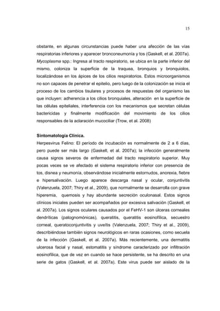 15 
obstante, en algunas circunstancias puede haber una afección de las vías 
respiratorias inferiores y aparecer bronconeumonía y tos (Gaskell, et al. 2007a). 
Mycoplasma spp.: Ingresa al tracto respiratorio, se ubica en la parte inferior del 
mismo, coloniza la superficie de la traquea, bronquios y bronquiolos, 
localizándose en los ápices de los cilios respiratorios. Estos microorganismos 
no son capaces de penetrar el epitelio, pero luego de la colonización se inicia el 
proceso de los cambios tisulares y procesos de respuestas del organismo las 
que incluyen: adherencia a los cilios bronquiales, alteración en la superficie de 
las células epiteliales, interferencia con los mecanismos que secretan células 
bactericidas y finalmente modificación del movimiento de los cilios 
responsables de la aclaración mucociliar (Trow, et al. 2008) 
Sintomatología Clínica. 
Herpesvirus Felino: El período de incubación es normalmente de 2 a 6 días, 
pero puede ser más largo (Gaskell, et al. 2007a); la infección generalmente 
causa signos severos de enfermedad del tracto respiratorio superior. Muy 
pocas veces se ve afectado el sistema respiratorio inferior con presencia de 
tos, disnea y neumonía, observándose inicialmente estornudos, anorexia, fiebre 
e hipersalivación. Luego aparece descarga nasal y ocular, conjuntivitis 
(Valenzuela, 2007; Thiry et al., 2009), que normalmente se desarrolla con grave 
hiperemia, quemosis y hay abundante secreción oculonasal. Estos signos 
clínicos iniciales pueden ser acompañados por excesiva salivación (Gaskell, et 
al. 2007a). Los signos oculares causados por el FeHV-1 son úlceras corneales 
dendríticas (patognomónicas), queratitis, queratitis eosinofílica, secuestro 
corneal, queratoconjuntivitis y uveítis (Valenzuela, 2007; Thiry et al., 2009), 
describiéndose también signos neurológicos en raras ocasiones, como secuela 
de la infección (Gaskell, et al. 2007a). Más recientemente, una dermatitis 
ulcerosa facial y nasal, estomatitis y síndrome caracterizado por infiltración 
eosinofílica, que de vez en cuando se hace persistente, se ha descrito en una 
serie de gatos (Gaskell, et al. 2007a). Este virus puede ser aislado de la 
 