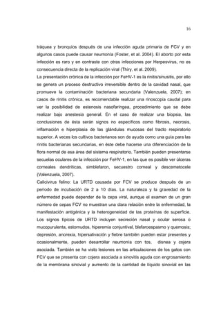 16 
tráquea y bronquios después de una infección aguda primaria de FCV y en 
algunos casos puede causar neumonía (Foster, et al. 2004). El aborto por esta 
infección es raro y en contraste con otras infecciones por Herpesvirus, no es 
consecuencia directa de la replicación viral (Thiry, et al. 2009). 
La presentación crónica de la infección por FeHV-1 es la rinitis/sinusitis, por ello 
se genera un proceso destructivo irreversible dentro de la cavidad nasal, que 
promueve la contaminación bacteriana secundaria (Valenzuela, 2007); en 
casos de rinitis crónica, es recomendable realizar una rinoscopia caudal para 
ver la posibilidad de estenosis nasofaríngea, procedimiento que se debe 
realizar bajo anestesia general. En el caso de realizar una biopsia, las 
conclusiones de ésta serán signos no específicos como fibrosis, necrosis, 
inflamación e hiperplasia de las glándulas mucosas del tracto respiratorio 
superior. A veces los cultivos bacterianos son de ayuda como una guía para las 
rinitis bacterianas secundarias, en éste debe hacerse una diferenciación de la 
flora normal de esa área del sistema respiratorio. También pueden presentarse 
secuelas oculares de la infección por FeHV-1, en las que es posible ver úlceras 
corneales dendríticas, simblefaron, secuestro corneal y descemetocele 
(Valenzuela, 2007). 
Calicivirus felino: La URTD causada por FCV se produce después de un 
período de incubación de 2 a 10 días. La naturaleza y la gravedad de la 
enfermedad puede depender de la cepa viral, aunque el examen de un gran 
número de cepas FCV no muestran una clara relación entre la enfermedad, la 
manifestación antigénica y la heterogeneidad de las proteínas de superficie. 
Los signos típicos de URTD incluyen secreción nasal y ocular serosa o 
mucopurulenta, estornudos, hiperemia conjuntival, blefaroespasmo y quemosis; 
depresión, anorexia, hipersalivación y fiebre también pueden estar presentes y 
ocasionalmente, pueden desarrollar neumonía con tos, disnea y cojera 
asociada. También se ha visto lesiones en las articulaciones de los gatos con 
FCV que se presenta con cojera asociada a sinovitis aguda con engrosamiento 
de la membrana sinovial y aumento de la cantidad de líquido sinovial en las 
 