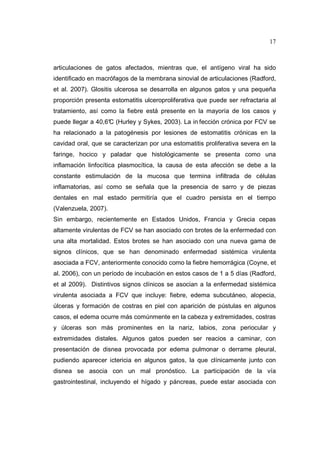 17 
articulaciones de gatos afectados, mientras que, el antígeno viral ha sido 
identificado en macrófagos de la membrana sinovial de articulaciones (Radford, 
et al. 2007). Glositis ulcerosa se desarrolla en algunos gatos y una pequeña 
proporción presenta estomatitis ulceroproliferativa que puede ser refractaria al 
tratamiento, así como la fiebre está presente en la mayoría de los casos y 
puede llegar a 40,6°C (Hurley y Sykes, 2003). La in fección crónica por FCV se 
ha relacionado a la patogénesis por lesiones de estomatitis crónicas en la 
cavidad oral, que se caracterizan por una estomatitis proliferativa severa en la 
faringe, hocico y paladar que histológicamente se presenta como una 
inflamación linfocítica plasmocítica, la causa de esta afección se debe a la 
constante estimulación de la mucosa que termina infiltrada de células 
inflamatorias, así como se señala que la presencia de sarro y de piezas 
dentales en mal estado permitiría que el cuadro persista en el tiempo 
(Valenzuela, 2007). 
Sin embargo, recientemente en Estados Unidos, Francia y Grecia cepas 
altamente virulentas de FCV se han asociado con brotes de la enfermedad con 
una alta mortalidad. Estos brotes se han asociado con una nueva gama de 
signos clínicos, que se han denominado enfermedad sistémica virulenta 
asociada a FCV, anteriormente conocido como la fiebre hemorrágica (Coyne, et 
al. 2006), con un período de incubación en estos casos de 1 a 5 días (Radford, 
et al 2009). Distintivos signos clínicos se asocian a la enfermedad sistémica 
virulenta asociada a FCV que incluye: fiebre, edema subcutáneo, alopecia, 
úlceras y formación de costras en piel con aparición de pústulas en algunos 
casos, el edema ocurre más comúnmente en la cabeza y extremidades, costras 
y úlceras son más prominentes en la nariz, labios, zona periocular y 
extremidades distales. Algunos gatos pueden ser reacios a caminar, con 
presentación de disnea provocada por edema pulmonar o derrame pleural, 
pudiendo aparecer ictericia en algunos gatos, la que clínicamente junto con 
disnea se asocia con un mal pronóstico. La participación de la vía 
gastrointestinal, incluyendo el hígado y páncreas, puede estar asociada con 
 