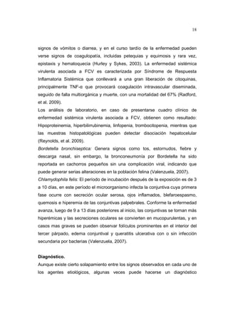 18 
signos de vómitos o diarrea, y en el curso tardío de la enfermedad pueden 
verse signos de coagulopatía, incluidas petequias y equimosis y rara vez, 
epistaxis y hematoquecia (Hurley y Sykes, 2003). La enfermedad sistémica 
virulenta asociada a FCV es caracterizada por Síndrome de Respuesta 
Inflamatoria Sistémica que conllevará a una gran liberación de citoquinas, 
principalmente TNF- que provocará coagulación intravascular diseminada, 
seguido de falla multiorgánica y muerte, con una mortalidad del 67% (Radford, 
et al. 2009). 
Los análisis de laboratorio, en caso de presentarse cuadro clínico de 
enfermedad sistémica virulenta asociada a FCV, obtienen como resultado: 
Hipoproteinemia, hiperbilirrubinemia, linfopenia, trombocitopenia, mientras que 
las muestras histopatológicas pueden detectar disociación hepatocelular 
(Reynolds, et al. 2009). 
Bordetella bronchiseptica: Genera signos como tos, estornudos, fiebre y 
descarga nasal, sin embargo, la bronconeumonía por Bordetella ha sido 
reportada en cachorros pequeños sin una complicación viral, indicando que 
puede generar serias alteraciones en la población felina (Valenzuela, 2007). 
Chlamydophila felis: El período de incubación después de la exposición es de 3 
a 10 días, en este período el microorganismo infecta la conjuntiva cuya primera 
fase ocurre con secreción ocular serosa, ojos inflamados, blefaroespasmo, 
quemosis e hiperemia de las conjuntivas palpebrales. Conforme la enfermedad 
avanza, luego de 9 a 13 días posteriores al inicio, las conjuntivas se tornan más 
hiperémicas y las secreciones oculares se convierten en mucopurulentas, y en 
casos mas graves se pueden observar folículos prominentes en el interior del 
tercer párpado, edema conjuntival y queratitis ulcerativa con o sin infección 
secundaria por bacterias (Valenzuela, 2007). 
Diagnóstico. 
Aunque existe cierto solapamiento entre los signos observados en cada uno de 
los agentes etiológicos, algunas veces puede hacerse un diagnóstico 
 