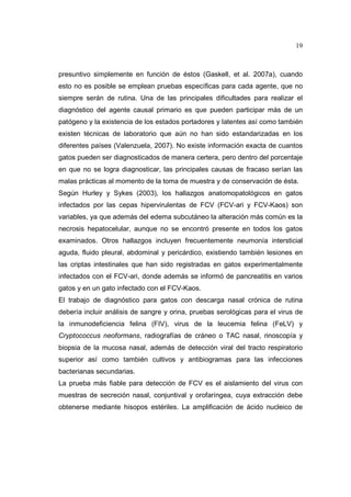 19 
presuntivo simplemente en función de éstos (Gaskell, et al. 2007a), cuando 
esto no es posible se emplean pruebas específicas para cada agente, que no 
siempre serán de rutina. Una de las principales dificultades para realizar el 
diagnóstico del agente causal primario es que pueden participar más de un 
patógeno y la existencia de los estados portadores y latentes así como también 
existen técnicas de laboratorio que aún no han sido estandarizadas en los 
diferentes países (Valenzuela, 2007). No existe información exacta de cuantos 
gatos pueden ser diagnosticados de manera certera, pero dentro del porcentaje 
en que no se logra diagnosticar, las principales causas de fracaso serían las 
malas prácticas al momento de la toma de muestra y de conservación de ésta. 
Según Hurley y Sykes (2003), los hallazgos anatomopatológicos en gatos 
infectados por las cepas hipervirulentas de FCV (FCV-ari y FCV-Kaos) son 
variables, ya que además del edema subcutáneo la alteración más común es la 
necrosis hepatocelular, aunque no se encontró presente en todos los gatos 
examinados. Otros hallazgos incluyen frecuentemente neumonía intersticial 
aguda, fluido pleural, abdominal y pericárdico, existiendo también lesiones en 
las criptas intestinales que han sido registradas en gatos experimentalmente 
infectados con el FCV-ari, donde además se informó de pancreatitis en varios 
gatos y en un gato infectado con el FCV-Kaos. 
El trabajo de diagnóstico para gatos con descarga nasal crónica de rutina 
debería incluir análisis de sangre y orina, pruebas serológicas para el virus de 
la inmunodeficiencia felina (FIV), virus de la leucemia felina (FeLV) y 
Cryptococcus neoformans, radiografías de cráneo o TAC nasal, rinoscopía y 
biopsia de la mucosa nasal, además de detección viral del tracto respiratorio 
superior así como también cultivos y antibiogramas para las infecciones 
bacterianas secundarias. 
La prueba más fiable para detección de FCV es el aislamiento del virus con 
muestras de secreción nasal, conjuntival y orofaríngea, cuya extracción debe 
obtenerse mediante hisopos estériles. La amplificación de ácido nucleico de 
 