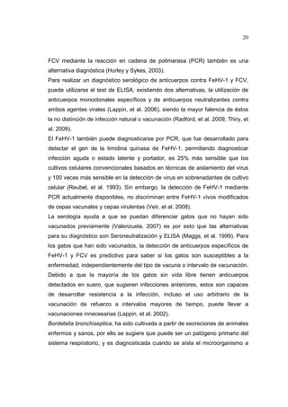 20 
FCV mediante la reacción en cadena de polimerasa (PCR) también es una 
alternativa diagnóstica (Hurley y Sykes, 2003). 
Para realizar un diagnóstico serológico de anticuerpos contra FeHV-1 y FCV, 
puede utilizarse el test de ELISA, existiendo dos alternativas, la utilización de 
anticuerpos monoclonales específicos y de anticuerpos neutralizantes contra 
ambos agentes virales (Lappin, et al. 2006), siendo la mayor falencia de éstos 
la no distinción de infección natural o vacunación (Radford, et al. 2009; Thiry, et 
al. 2009). 
El FeHV-1 también puede diagnosticarse por PCR, que fue desarrollado para 
detectar el gen de la timidina quinasa de FeHV-1, permitiendo diagnosticar 
infección aguda o estado latente y portador, es 25% más sensible que los 
cultivos celulares convencionales basados en técnicas de aislamiento del virus 
y 100 veces más sensible en la detección de virus en sobrenadantes de cultivo 
celular (Reubel, et al. 1993). Sin embargo, la detección de FeHV-1 mediante 
PCR actualmente disponibles, no discriminan entre FeHV-1 vivos modificados 
de cepas vacunales y cepas virulentas (Veir, et al. 2008). 
La serología ayuda a que se puedan diferenciar gatos que no hayan sido 
vacunados previamente (Valenzuela, 2007) es por esto que las alternativas 
para su diagnóstico son Seroneutralización y ELISA (Maggs, et al. 1999). Para 
los gatos que han sido vacunados, la detección de anticuerpos específicos de 
FeHV-1 y FCV es predictivo para saber si los gatos son susceptibles a la 
enfermedad, independientemente del tipo de vacuna o intervalo de vacunación. 
Debido a que la mayoría de los gatos sin vida libre tienen anticuerpos 
detectados en suero, que sugieren infecciones anteriores, estos son capaces 
de desarrollar resistencia a la infección, incluso el uso arbitrario de la 
vacunación de refuerzo a intervalos mayores de tiempo, puede llevar a 
vacunaciones innecesarias (Lappin, et al. 2002). 
Bordetella bronchiseptica, ha sido cultivada a partir de secreciones de animales 
enfermos y sanos, por ello se sugiere que puede ser un patógeno primario del 
sistema respiratorio, y es diagnosticada cuando se aísla el microorganismo a 
 