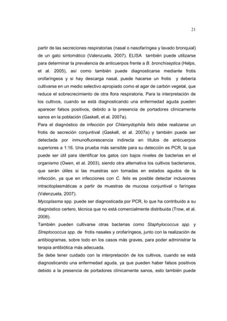 21 
partir de las secreciones respiratorias (nasal o nasofaríngea y lavado bronquial) 
de un gato sintomático (Valenzuela, 2007). ELISA también puede utilizarse 
para determinar la prevalencia de anticuerpos frente a B. bronchiseptica (Helps, 
et al. 2005), así como también puede diagnosticarse mediante frotis 
orofaríngeos y si hay descarga nasal, puede hacerse un frotis y debería 
cultivarse en un medio selectivo apropiado como el agar de carbón vegetal, que 
reduce el sobrecrecimiento de otra flora respiratoria. Para la interpretación de 
los cultivos, cuando se está diagnosticando una enfermedad aguda pueden 
aparecer falsos positivos, debido a la presencia de portadores clínicamente 
sanos en la población (Gaskell, et al. 2007a). 
Para el diagnóstico de infección por Chlamydophila felis debe realizarse un 
frotis de secreción conjuntival (Gaskell, et al. 2007a) y también puede ser 
detectada por inmunofluorescencia indirecta en títulos de anticuerpos 
superiores a 1:16. Una prueba más sensible para su detección es PCR, la que 
puede ser útil para identificar los gatos con bajos niveles de bacterias en el 
organismo (Owen, et al. 2003), siendo otra alternativa los cultivos bacterianos, 
que serán útiles si las muestras son tomadas en estados agudos de la 
infección, ya que en infecciones con C. felis es posible detectar inclusiones 
intracitoplasmáticas a partir de muestras de mucosa conjuntival o faríngea 
(Valenzuela, 2007). 
Mycoplasma spp. puede ser diagnosticada por PCR, lo que ha contribuido a su 
diagnóstico certero, técnica que no está comercialmente distribuida (Trow, et al. 
2008). 
También pueden cultivarse otras bacterias como Staphylococcus spp. y 
Streptococcus spp. de frotis nasales y orofaríngeos, junto con la realización de 
antibiogramas, sobre todo en los casos más graves, para poder administrar la 
terapia antibiótica más adecuada. 
Se debe tener cuidado con la interpretación de los cultivos, cuando se está 
diagnosticando una enfermedad aguda, ya que pueden haber falsos positivos 
debido a la presencia de portadores clínicamente sanos, esto también puede 
 