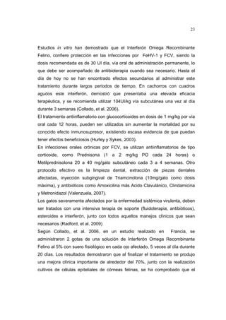 23 
Estudios in vitro han demostrado que el Interferón Omega Recombinante 
Felino, confiere protección en las infecciones por FeHV-1 y FCV, siendo la 
dosis recomendada es de 30 UI día, vía oral de administración permanente, lo 
que debe ser acompañado de antibioterapia cuando sea necesario. Hasta el 
día de hoy no se han encontrado efectos secundarios al administrar este 
tratamiento durante largos periodos de tiempo. En cachorros con cuadros 
agudos este interferón, demostró que presentaba una elevada eficacia 
terapéutica, y se recomienda utilizar 104UI/kg vía subcutánea una vez al día 
durante 3 semanas (Collado, et al. 2006). 
El tratamiento antiinflamatorio con glucocorticoides en dosis de 1 mg/kg por vía 
oral cada 12 horas, pueden ser utilizados sin aumentar la mortalidad por su 
conocido efecto inmunosupresor, existiendo escasa evidencia de que puedan 
tener efectos beneficiosos (Hurley y Sykes, 2003). 
En infecciones orales crónicas por FCV, se utilizan antiinflamatorios de tipo 
corticoide, como Prednisona (1 a 2 mg/kg PO cada 24 horas) o 
Metilprednisolona 20 a 40 mg/gato subcutáneo cada 3 a 4 semanas. Otro 
protocolo efectivo es la limpieza dental, extracción de piezas dentales 
afectadas, inyección subgingival de Triamcinolona (10mg/gato como dosis 
máxima), y antibióticos como Amoxicilina más Acido Clavulánico, Clindamicina 
y Metronidazol (Valenzuela, 2007). 
Los gatos severamente afectados por la enfermedad sistémica virulenta, deben 
ser tratados con una intensiva terapia de soporte (fluidoterapia, antibióticos), 
esteroides e interferón, junto con todos aquellos manejos clínicos que sean 
necesarios (Radford, et al. 2009) 
Según Collado, et al. 2006, en un estudio realizado en Francia, se 
administraron 2 gotas de una solución de Interferón Omega Recombinante 
Felino al 5% con suero fisiológico en cada ojo afectado, 5 veces al día durante 
20 días. Los resultados demostraron que al finalizar el tratamiento se produjo 
una mejora clínica importante de alrededor del 70%, junto con la realización 
cultivos de células epiteliales de córneas felinas, se ha comprobado que el 
 