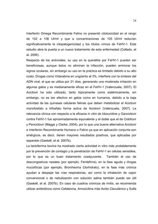 24 
Interferón Omega Recombinante Felino no presentó citotoxicidad en el rango 
de 102 a 106 UI/ml y que a concentraciones de 105 UI/ml reducían 
significativamente la citopatogenicidad y los títulos víricos de FeHV-1. Este 
estudio abre la puerta a un nuevo tratamiento de esta enfermedad (Collado, et 
al. 2006). 
Respecto de los antivirales, su uso en la queratitis por FeHV-1 pueden ser 
beneficiosas, aunque éstos no eliminan la infección, pueden aminorar los 
signos oculares, sin embargo su uso en la práctica es limitado debido a su alto 
costo. Drogas como Vidarabina en ungüento al 3%, interfiere con la síntesis del 
ADN viral, el que se utiliza por 21 días, generando una moderada irritación en 
algunos gatos y es medianamente eficaz en el FeHV-1 (Valenzuela, 2007). El 
Aciclovir ha sido utilizado, tanto tópicamente como sistémicamente, sin 
embargo, no es tan efectivo en gatos como en humanos, debido a la baja 
actividad de las quinasas celulares felinas que deben metabolizar el Aciclovir 
monofosfato a trifosfato forma activa de Aciclovir (Valenzuela, 2007). La 
relevancia clínica con respecto a la eficacia in vitro de Idoxuridine y Ganciclovir 
contra FeHV-1 fue aproximadamente equivalente y el doble que el de Cidofovir 
y Penciclovir (Maggs y Clarke, 2004), por lo que una buena alternativa Aciclovir 
e Interferón Recombinante Humano o Felino ya que en aplicación conjunta son 
sinérgicos, es decir, tienen mayores resultados positivos, que aplicadas por 
separado (Gaskell, et al. 2007b). 
La lactoferrina bovina ha mostrado cierta actividad in vitro más probablemente 
por la prevención de contagio y la penetración de FeHV-1 en células sensibles, 
por lo que es un buen tratamiento coadyuvante. También el uso de 
descongestivos nasales (por ejemplo, Fenilefrina), en la fase aguda y drogas 
mucolíticas (por ejemplo, Bromhexina Clorhidrato), en la fase más crónica 
ayudan a despejar las vías respiratorias, así como la inhalación de vapor 
convencional o de nebulización con solución salina también puede ser útil 
(Gaskell, et al. 2007b). En caso de cuadros crónicos de rinitis, se recomienda 
utilizar antibióticos como Cefalexina, Amoxicilina más Acido Clavulánico y Sulfa 
 