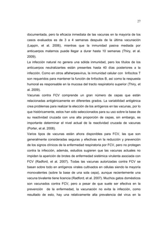 27 
documentada, pero la eficacia inmediata de las vacunas en la mayoría de los 
casos evaluados es de 3 a 4 semanas después de la última vacunación 
(Lappin, et al. 2006), mientras que la inmunidad pasiva mediada por 
anticuerpos maternos puede llegar a durar hasta 10 semanas (Thiry, et al. 
2009). 
La infección natural no genera una sólida inmunidad, pero los títulos de los 
anticuerpos neutralizantes están presentes hasta 40 días posteriores a la 
infección. Como en otros alfaherpesvirus, la inmunidad celular con linfocitos T 
son requeridos para mantener la función de linfocitos B, así como la respuesta 
humoral es responsable en la mucosa del tracto respiratorio superior (Thiry, et 
al. 2009). 
Vacunas contra FCV comprende un gran número de cepas que están 
relacionadas antigénicamente en diferentes grados. La variabilidad antigénica 
crea problemas para realizar la elección de los antígenos en las vacunas, por lo 
que históricamente, estos han sido seleccionados para su uso sobre la base de 
su reactividad cruzada con una alta proporción de cepas, sin embargo, es 
importante determinar el nivel actual de la reactividad cruzada de vacunas 
(Porter, et al. 2008). 
Varios tipos de vacunas están ahora disponibles para FCV, las que son 
generalmente consideradas seguras y efectivas en la reducción y prevención 
de los signos clínicos de la enfermedad respiratoria por FCV, pero no protegen 
contra la infección, además, estudios sugieren que las vacunas actuales no 
impiden la aparición de brotes de enfermedad sistémica virulenta asociada con 
FCV (Radford, et al. 2007). Todas las vacunas autorizadas contra FCV se 
basan sobre todo en antígenos virales cultivados en células siendo la mayoría 
monovalentes (sobre la base de una sola cepa), aunque recientemente una 
vacuna bivalente tiene licencia (Radford, et al. 2007). Muchos gatos domésticos 
son vacunados contra FCV, pero a pesar de que suele ser efectiva en la 
prevención de la enfermedad, la vacunación no evita la infección, como 
resultado de esto, hay una relativamente alta prevalencia del virus en la 
 