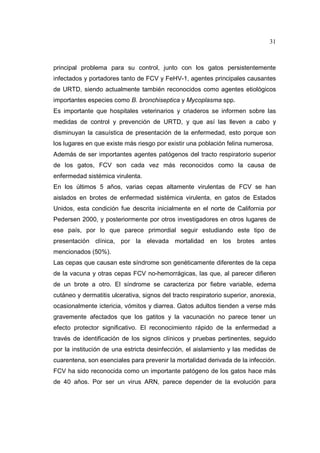 31 
principal problema para su control, junto con los gatos persistentemente 
infectados y portadores tanto de FCV y FeHV-1, agentes principales causantes 
de URTD, siendo actualmente también reconocidos como agentes etiológicos 
importantes especies como B. bronchiseptica y Mycoplasma spp. 
Es importante que hospitales veterinarios y criaderos se informen sobre las 
medidas de control y prevención de URTD, y que así las lleven a cabo y 
disminuyan la casuística de presentación de la enfermedad, esto porque son 
los lugares en que existe más riesgo por existir una población felina numerosa. 
Además de ser importantes agentes patógenos del tracto respiratorio superior 
de los gatos, FCV son cada vez más reconocidos como la causa de 
enfermedad sistémica virulenta. 
En los últimos 5 años, varias cepas altamente virulentas de FCV se han 
aislados en brotes de enfermedad sistémica virulenta, en gatos de Estados 
Unidos, esta condición fue descrita inicialmente en el norte de California por 
Pedersen 2000, y posteriormente por otros investigadores en otros lugares de 
ese país, por lo que parece primordial seguir estudiando este tipo de 
presentación clínica, por la elevada mortalidad en los brotes antes 
mencionados (50%). 
Las cepas que causan este síndrome son genéticamente diferentes de la cepa 
de la vacuna y otras cepas FCV no-hemorrágicas, las que, al parecer difieren 
de un brote a otro. El síndrome se caracteriza por fiebre variable, edema 
cutáneo y dermatitis ulcerativa, signos del tracto respiratorio superior, anorexia, 
ocasionalmente ictericia, vómitos y diarrea. Gatos adultos tienden a verse más 
gravemente afectados que los gatitos y la vacunación no parece tener un 
efecto protector significativo. El reconocimiento rápido de la enfermedad a 
través de identificación de los signos clínicos y pruebas pertinentes, seguido 
por la institución de una estricta desinfección, el aislamiento y las medidas de 
cuarentena, son esenciales para prevenir la mortalidad derivada de la infección. 
FCV ha sido reconocida como un importante patógeno de los gatos hace más 
de 40 años. Por ser un virus ARN, parece depender de la evolución para 
 