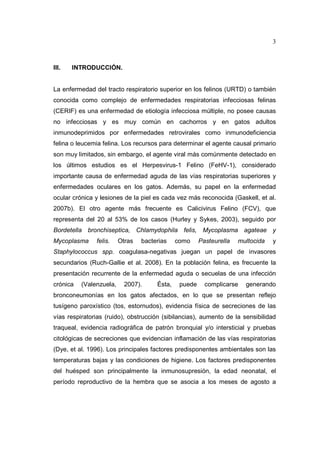 3 
III. INTRODUCCIÓN. 
La enfermedad del tracto respiratorio superior en los felinos (URTD) o también 
conocida como complejo de enfermedades respiratorias infecciosas felinas 
(CERIF) es una enfermedad de etiología infecciosa múltiple, no posee causas 
no infecciosas y es muy común en cachorros y en gatos adultos 
inmunodeprimidos por enfermedades retrovirales como inmunodeficiencia 
felina o leucemia felina. Los recursos para determinar el agente causal primario 
son muy limitados, sin embargo, el agente viral más comúnmente detectado en 
los últimos estudios es el Herpesvirus-1 Felino (FeHV-1), considerado 
importante causa de enfermedad aguda de las vías respiratorias superiores y 
enfermedades oculares en los gatos. Además, su papel en la enfermedad 
ocular crónica y lesiones de la piel es cada vez más reconocida (Gaskell, et al. 
2007b). El otro agente más frecuente es Calicivirus Felino (FCV), que 
representa del 20 al 53% de los casos (Hurley y Sykes, 2003), seguido por 
Bordetella bronchiseptica, Chlamydophila felis, Mycoplasma agateae y 
Mycoplasma felis. Otras bacterias como Pasteurella multocida y 
Staphylococcus spp. coagulasa-negativas juegan un papel de invasores 
secundarios (Ruch-Gallie et al. 2008). En la población felina, es frecuente la 
presentación recurrente de la enfermedad aguda o secuelas de una infección 
crónica (Valenzuela, 2007). Ésta, puede complicarse generando 
bronconeumonías en los gatos afectados, en lo que se presentan reflejo 
tusígeno paroxístico (tos, estornudos), evidencia física de secreciones de las 
vías respiratorias (ruido), obstrucción (sibilancias), aumento de la sensibilidad 
traqueal, evidencia radiográfica de patrón bronquial y/o intersticial y pruebas 
citológicas de secreciones que evidencian inflamación de las vías respiratorias 
(Dye, et al. 1996). Los principales factores predisponentes ambientales son las 
temperaturas bajas y las condiciones de higiene. Los factores predisponentes 
del huésped son principalmente la inmunosupresión, la edad neonatal, el 
período reproductivo de la hembra que se asocia a los meses de agosto a 
 