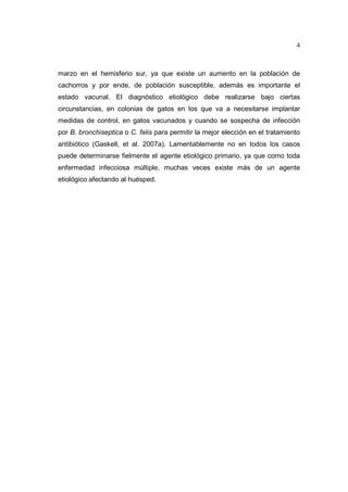 4 
marzo en el hemisferio sur, ya que existe un aumento en la población de 
cachorros y por ende, de población susceptible, además es importante el 
estado vacunal. El diagnóstico etiológico debe realizarse bajo ciertas 
circunstancias, en colonias de gatos en los que va a necesitarse implantar 
medidas de control, en gatos vacunados y cuando se sospecha de infección 
por B. bronchiseptica o C. felis para permitir la mejor elección en el tratamiento 
antibiótico (Gaskell, et al. 2007a). Lamentablemente no en todos los casos 
puede determinarse fielmente el agente etiológico primario, ya que como toda 
enfermedad infecciosa múltiple, muchas veces existe más de un agente 
etiológico afectando al huésped. 
 
