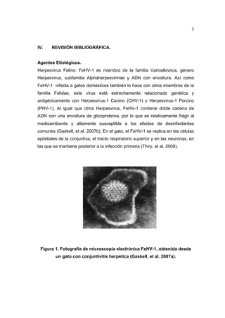 5 
IV. REVISIÓN BIBLIOGRÁFICA. 
Agentes Etiológicos. 
Herpesvirus Felino: FeHV-1 es miembro de la familia Varicellovirus, género 
Herpesvirus, subfamilia Alphaherpesvirinae y ADN con envoltura. Así como 
FeHV-1 infecta a gatos domésticos también lo hace con otros miembros de la 
familia Felidae, este virus está estrechamente relacionado genética y 
antigénicamente con Herpesvirus-1 Canino (CHV-1) y Herpesvirus-1 Porcino 
(PHV-1). Al igual que otros Herpesvirus, FeHV-1 contiene doble cadena de 
ADN con una envoltura de glicoproteína, por lo que es relativamente frágil al 
medioambiente y altamente susceptible a los efectos de desinfectantes 
comunes (Gaskell, et al. 2007b). En el gato, el FeHV-1 se replica en las células 
epiteliales de la conjuntiva, el tracto respiratorio superior y en las neuronas, en 
las que se mantiene posterior a la infección primaria (Thiry, et al. 2009). 
Figura 1. Fotografía de microscopia electrónica FeHV-1, obtenida desde 
un gato con conjuntivitis herpética (Gaskell, et al. 2007a). 
 