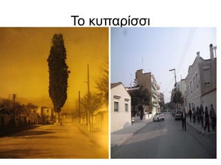 Το κυπαρίσσι
 