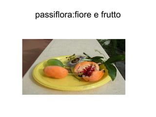 passiflora:fiore e frutto 