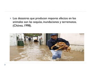 Rol del medico veterinario en desastres naturales | PDF