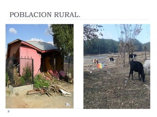 Rol del medico veterinario en desastres naturales | PDF